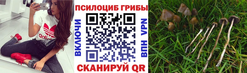 Галлюциногенные грибы Psilocybine cubensis  omg ТОР  Мыски 